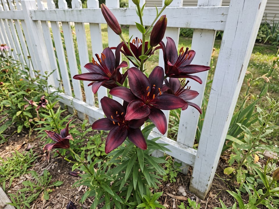 Night Flyer lily plants in bloom in a garden