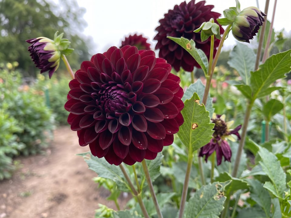 A Nighty Night dahlia flower up close on the plant