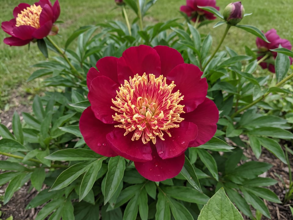A Nippon Beauty peony flower up close on the plant