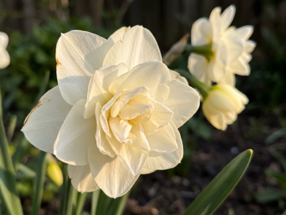 A Obdam daffodil flower up close on the plant