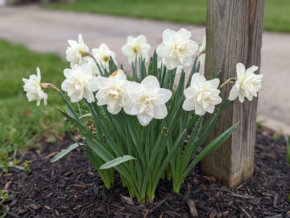 Obdam daffodil plants in bloom in a garden