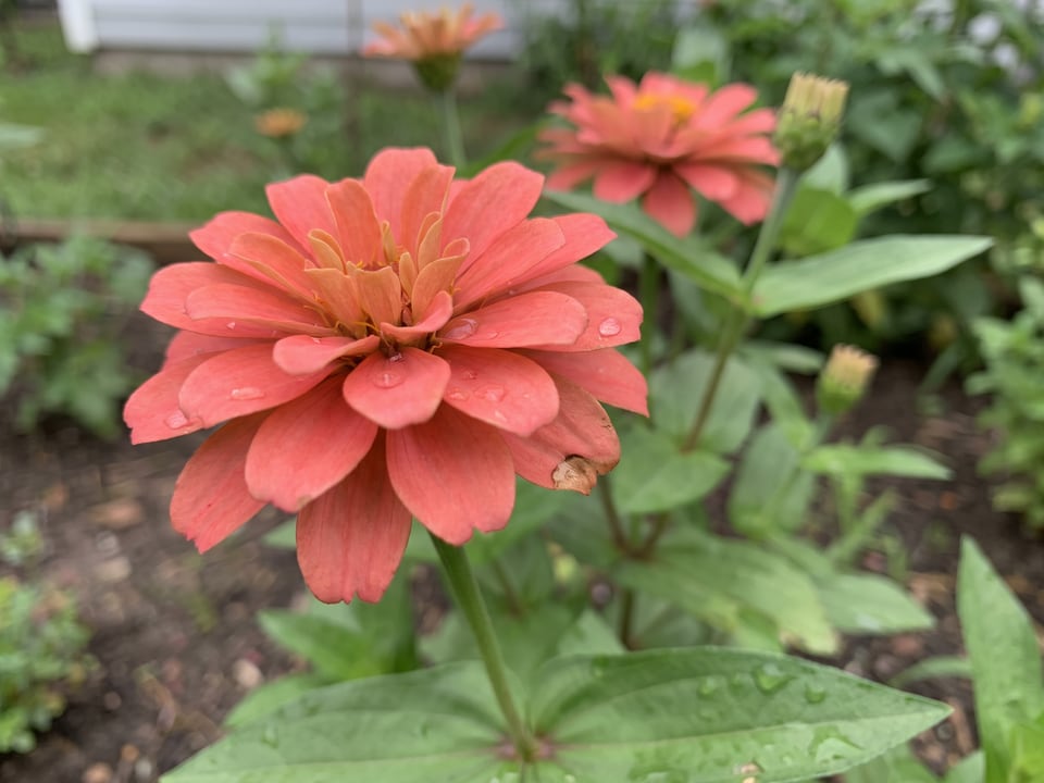 A Oklahoma zinnia flower up close on the plant