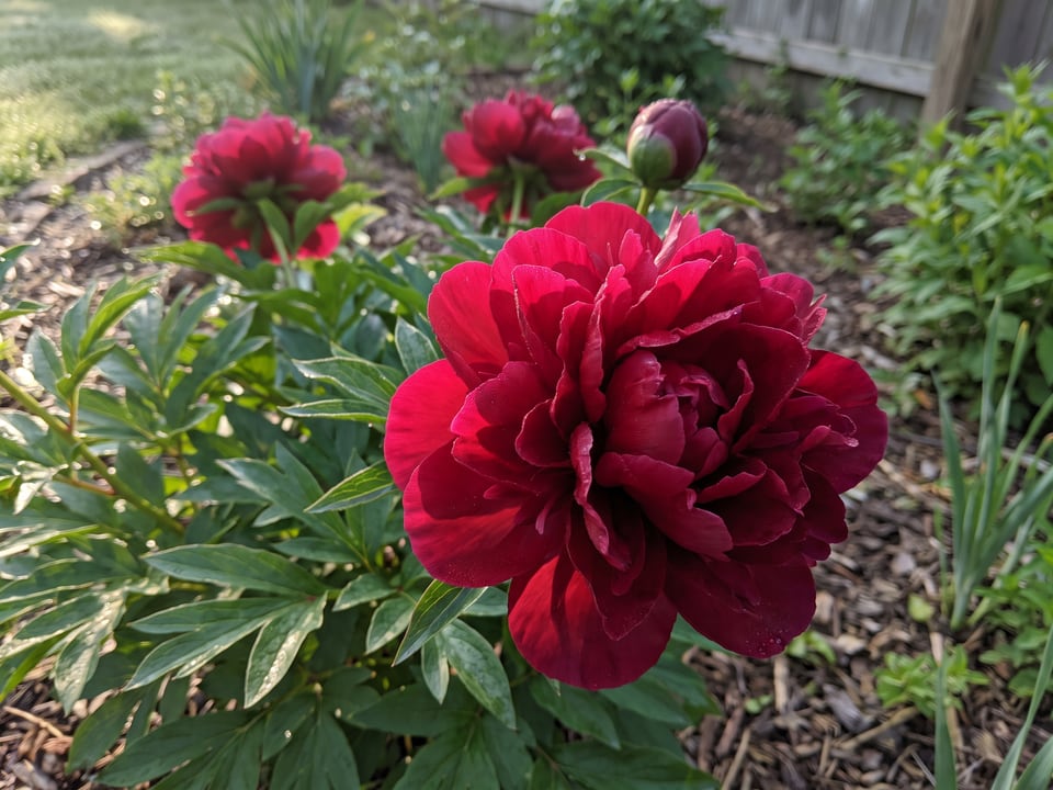 A Old Faithful peony flower up close on the plant