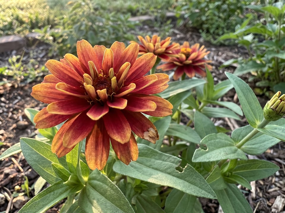 A Old Mexico zinnia flower up close on the plant