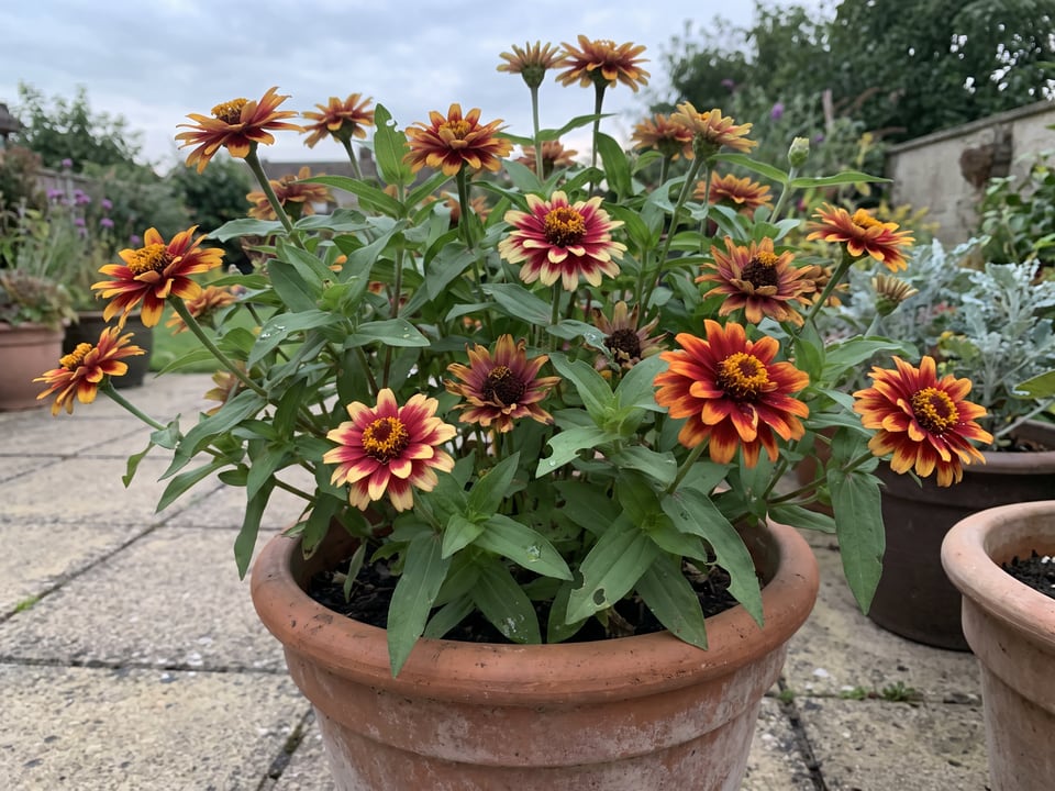 Old Mexico zinnia plants in bloom in a garden