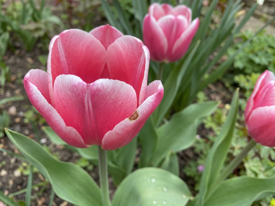 A Ollioules tulip flower up close on the plant