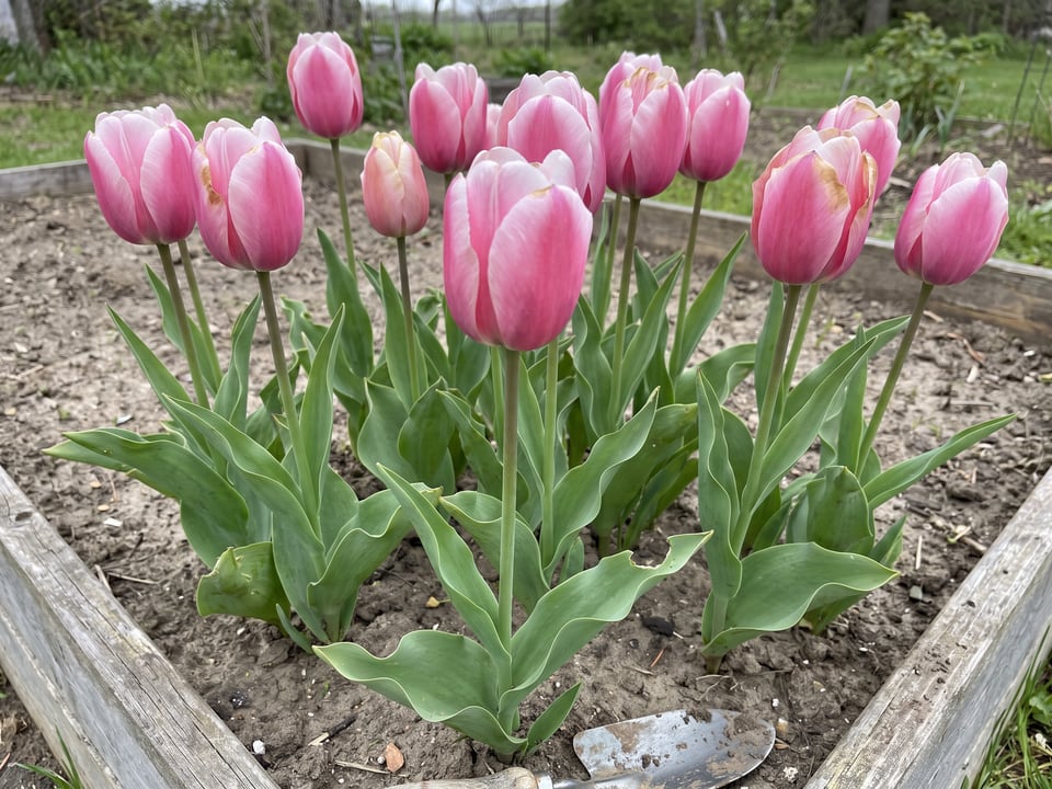 Ollioules tulip plants in bloom in a garden