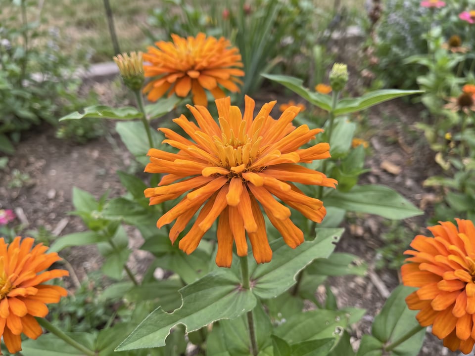 A Orange Cactus zinnia flower up close on the plant