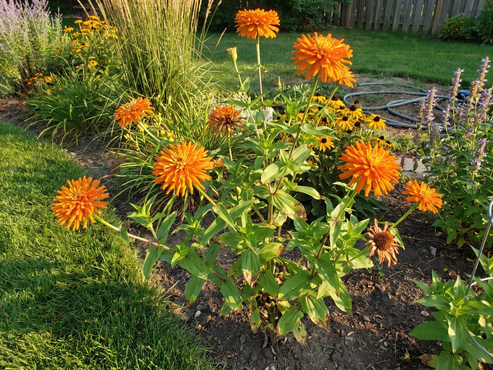 Orange Cactus zinnia plants in bloom in a garden