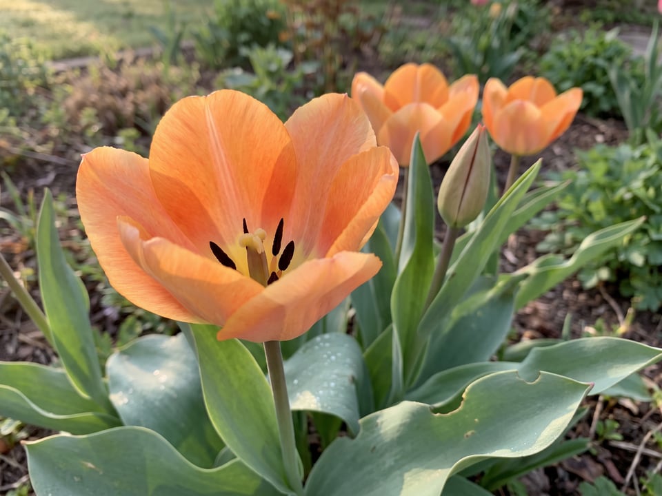 A Orange Emperor tulip flower up close on the plant