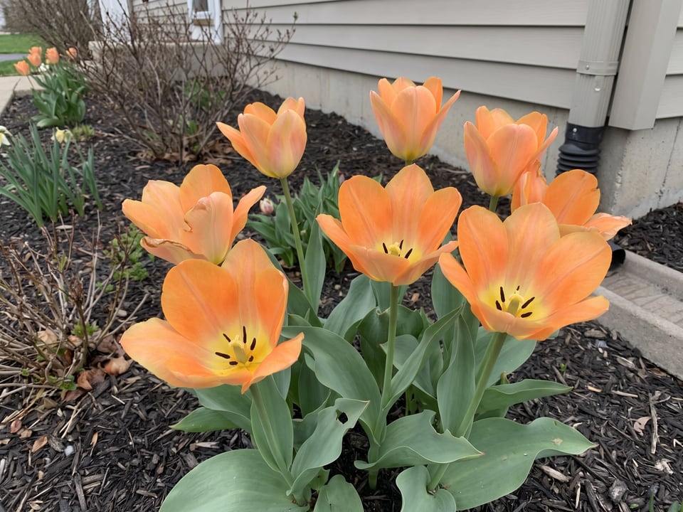 Orange Emperor tulip plants in bloom in a garden