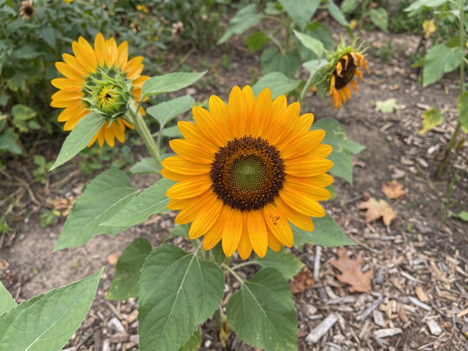 A Orange Hobbit sunflower flower up close on the plant