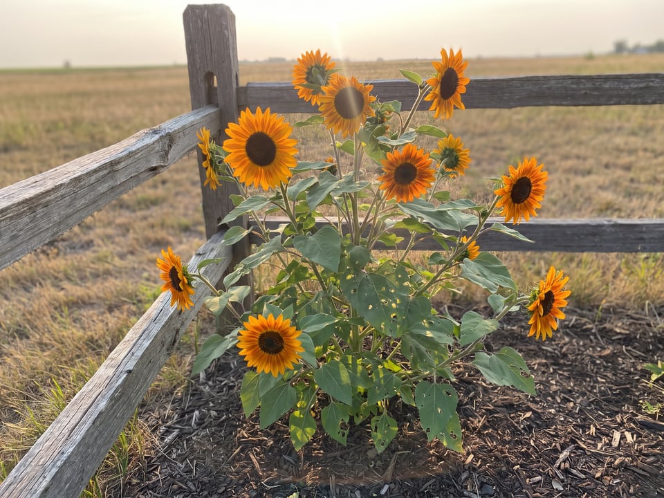 Orange Hobbit sunflower plants in bloom in a garden