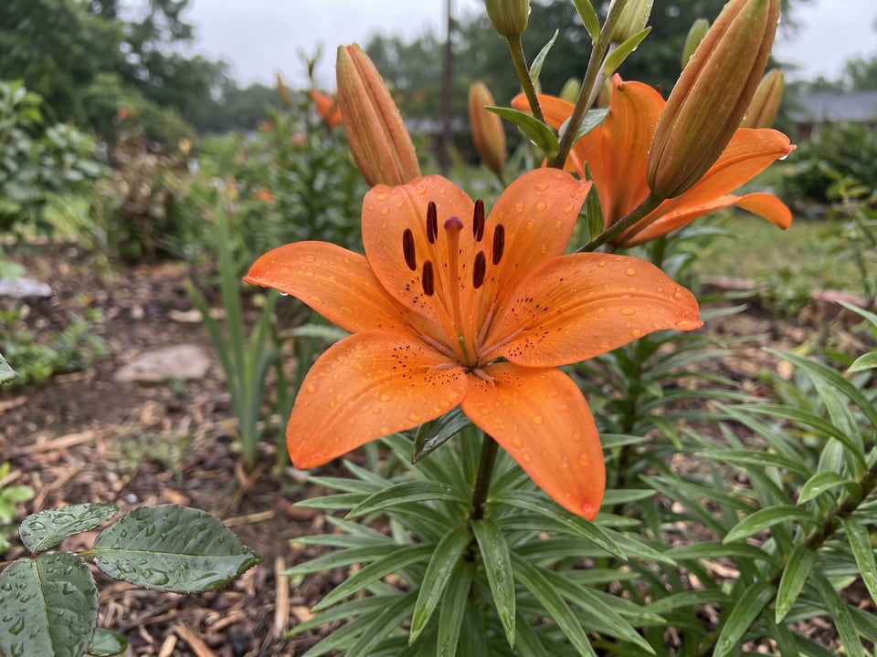 A Orange Pixie lily flower up close on the plant
