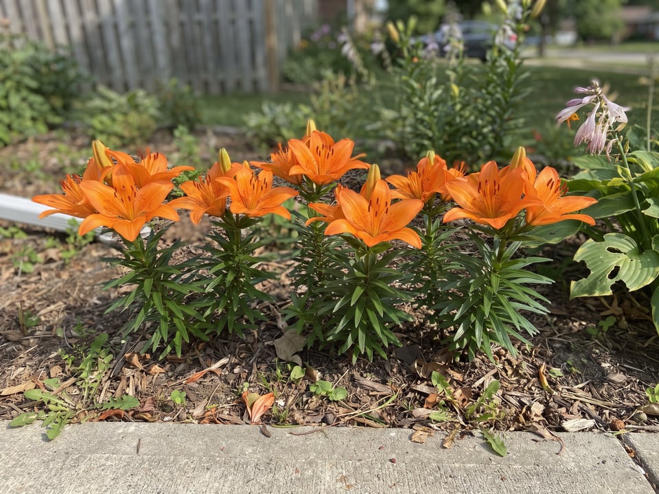Orange Pixie lily plants in bloom in a garden