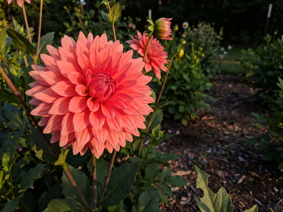 A Otto's Thrill dahlia flower up close on the plant