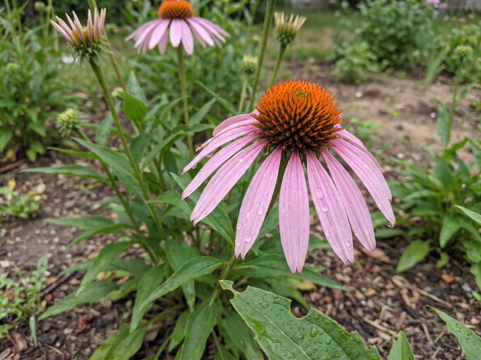 A Pale Purple Coneflower coneflower flower up close on the plant