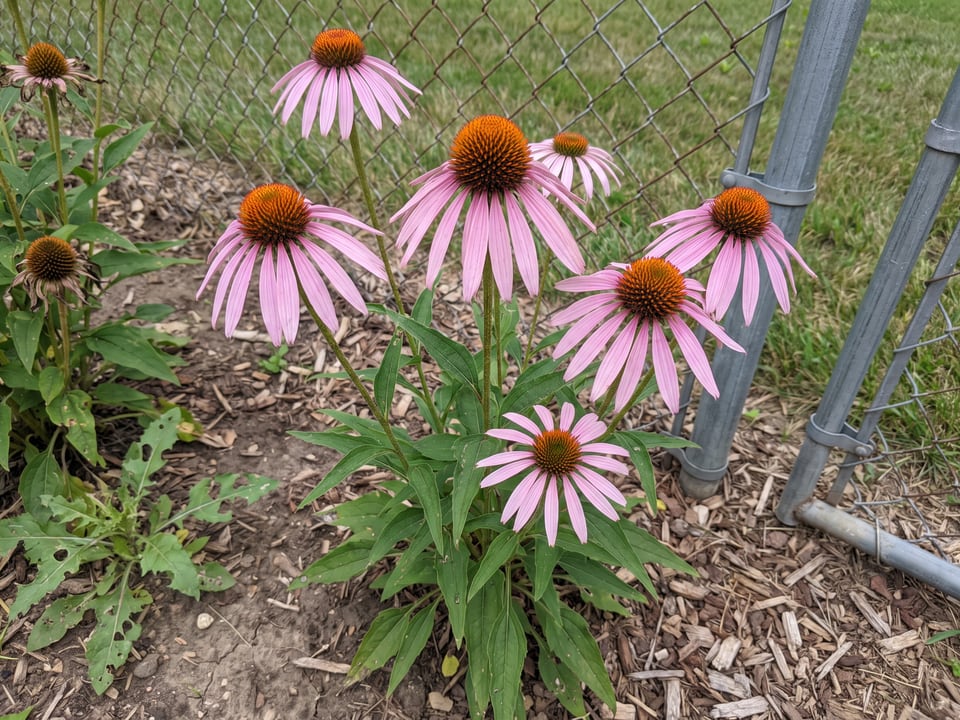 Pale Purple Coneflower coneflower plants in bloom in a garden