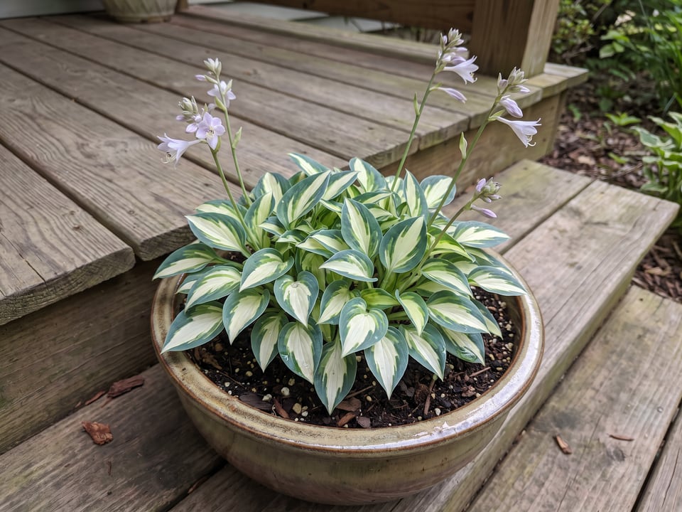 A Pandora's Box hosta clump growing in a shade garden
