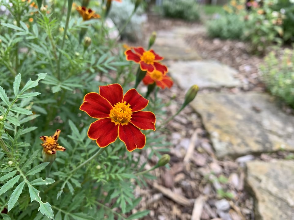 A Paprika marigold flower up close on the plant