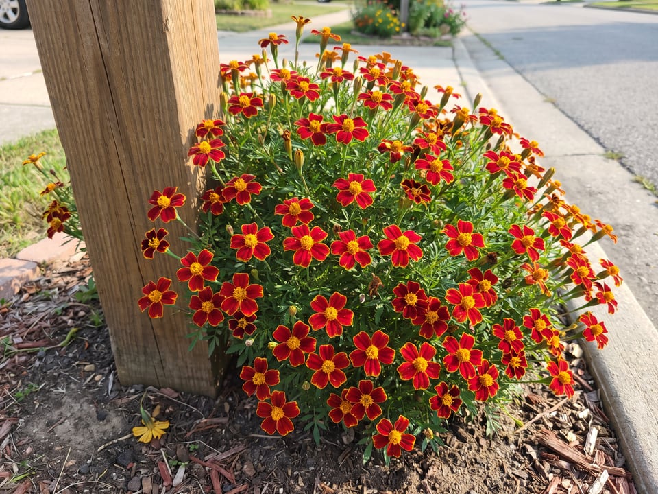 Paprika marigold plants in bloom in a garden