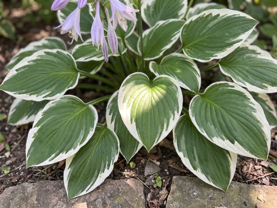 Leaves of Patriot hosta up close
