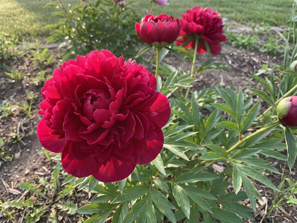 A Paul M. Wild peony flower up close on the plant
