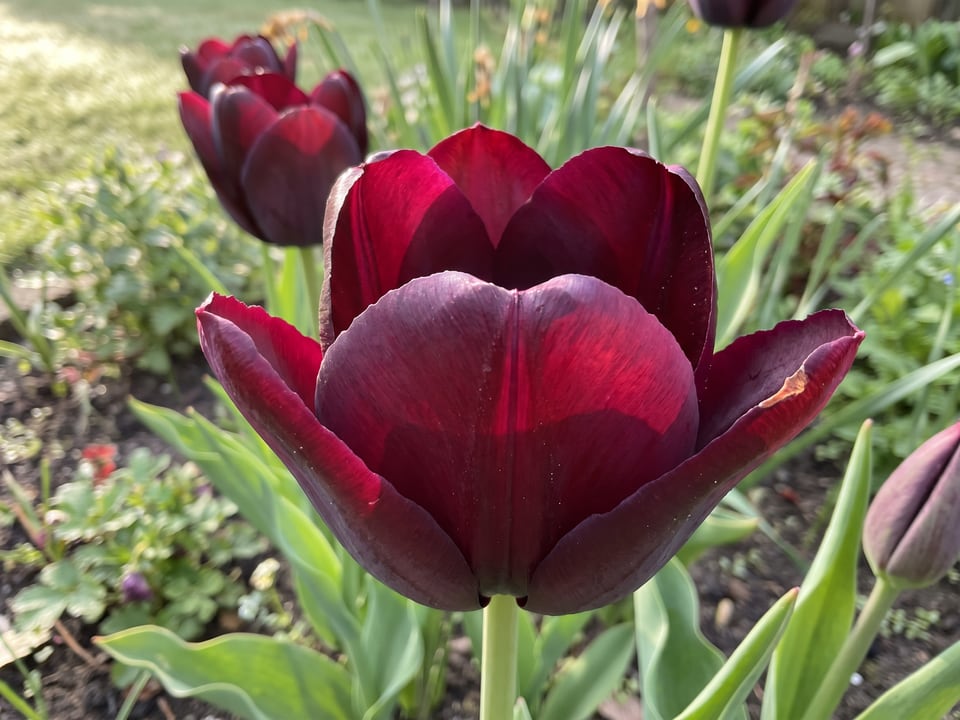A Paul Scherer tulip flower up close on the plant