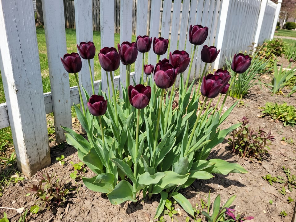 Paul Scherer tulip plants in bloom in a garden
