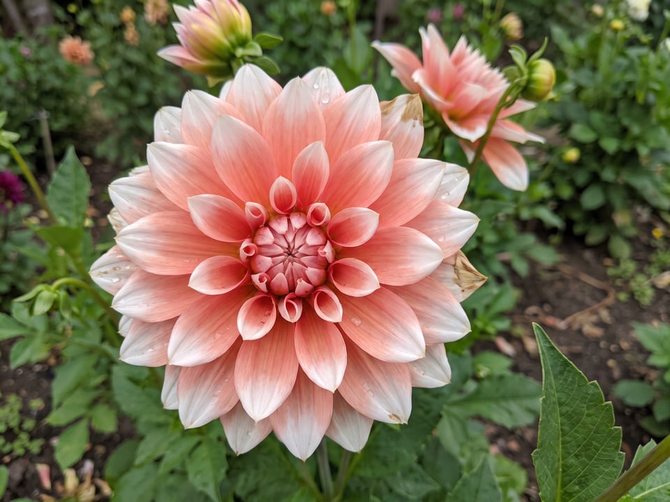 A Peaches N' Cream dahlia flower up close on the plant
