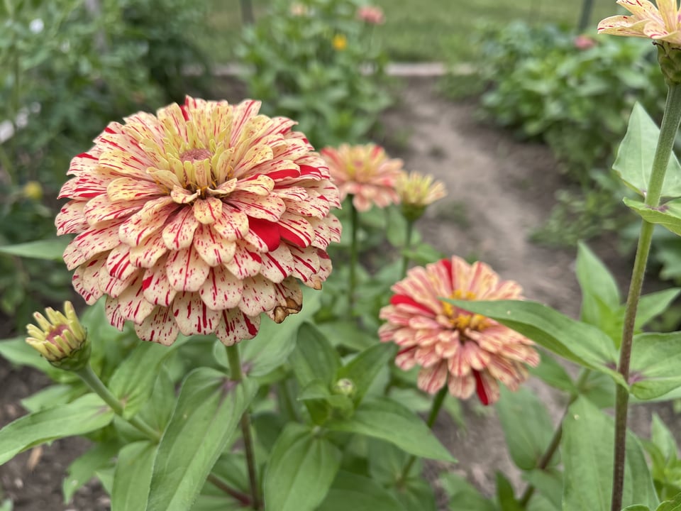 A Peppermint Stick zinnia flower up close on the plant