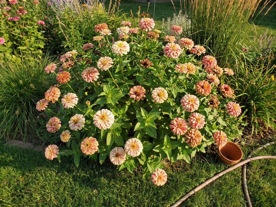 Peppermint Stick zinnia plants in bloom in a garden