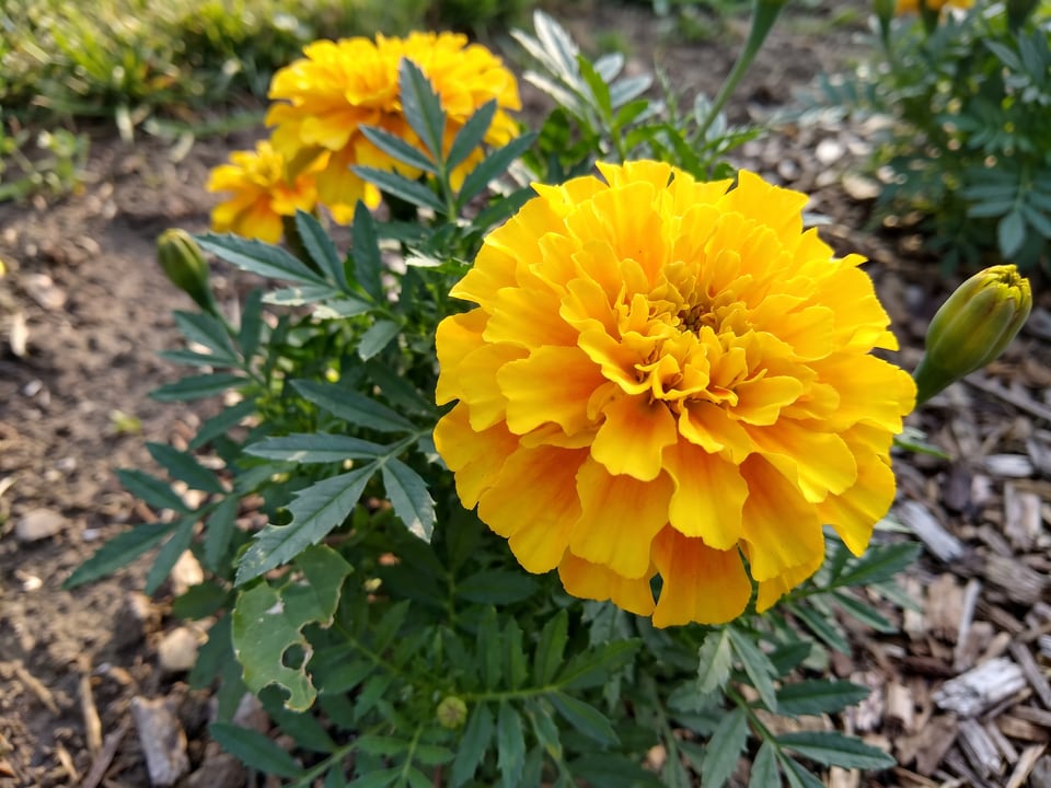 A Perfection marigold flower up close on the plant