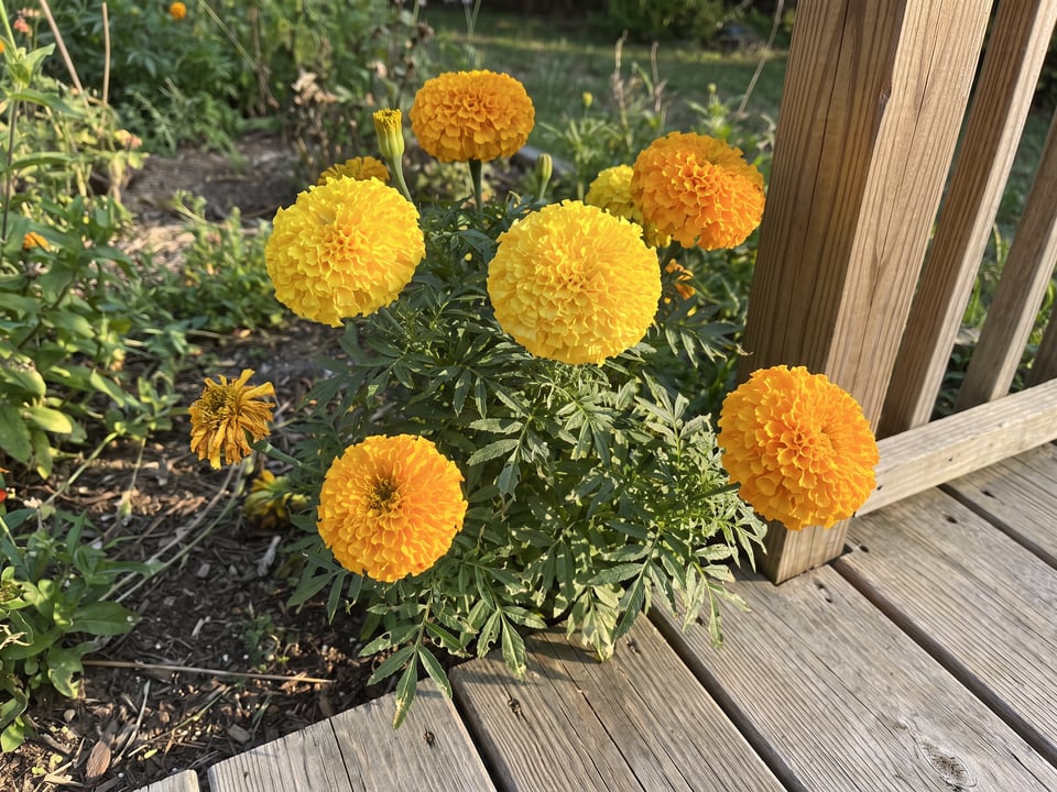 Perfection marigold plants in bloom in a garden