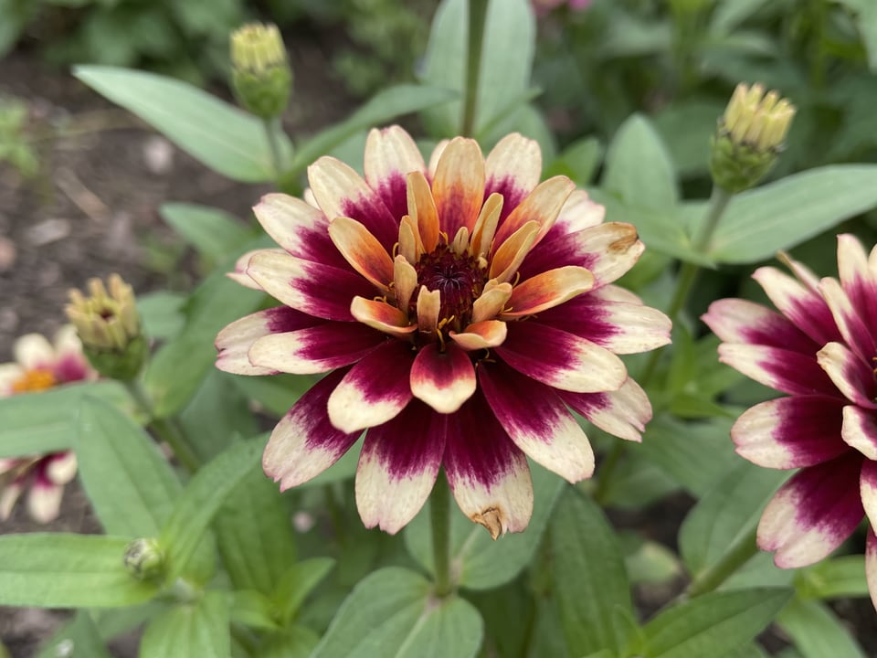 A Persian Carpet zinnia flower up close on the plant