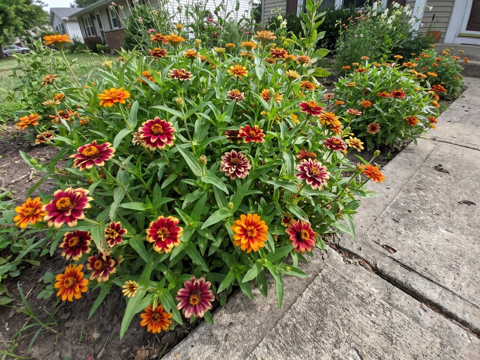 Persian Carpet zinnia plants in bloom in a garden