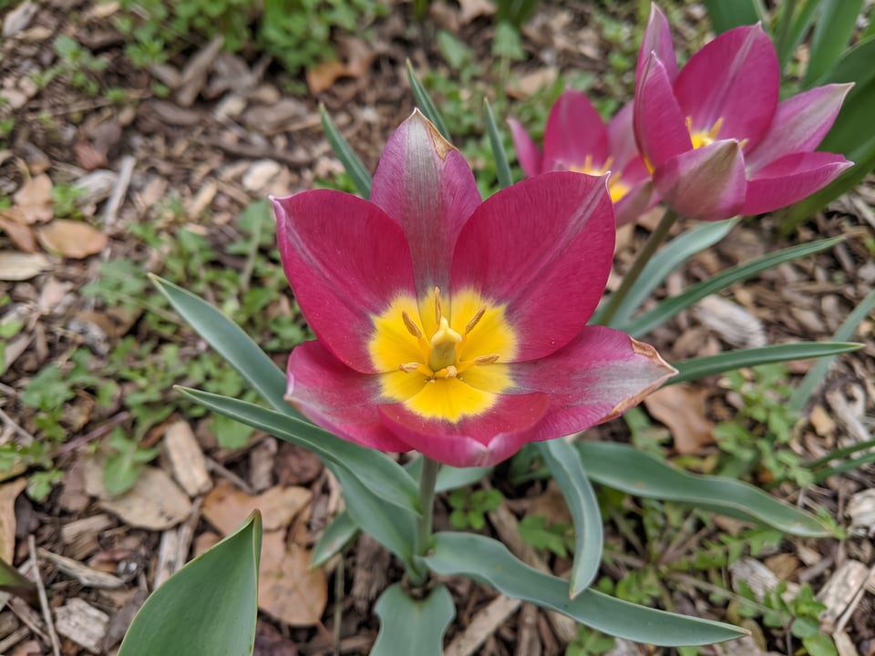 A Persian Pearl tulip flower up close on the plant