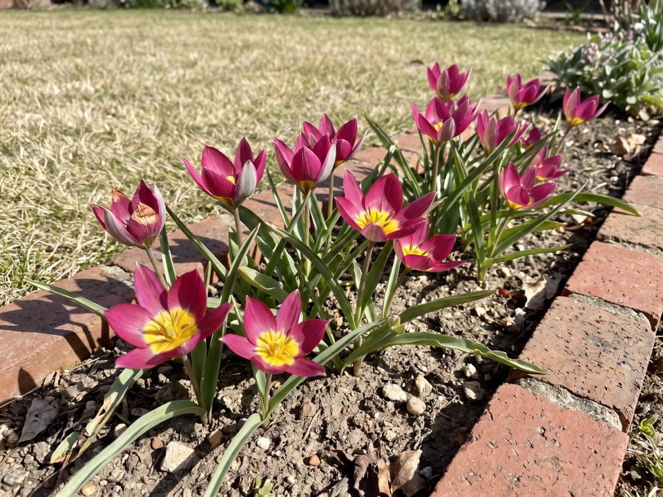 Persian Pearl tulip plants in bloom in a garden