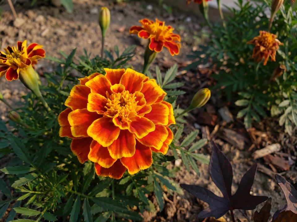 A Petite marigold flower up close on the plant