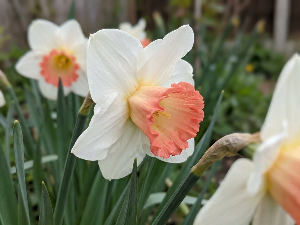 A Pink Charm daffodil flower up close on the plant
