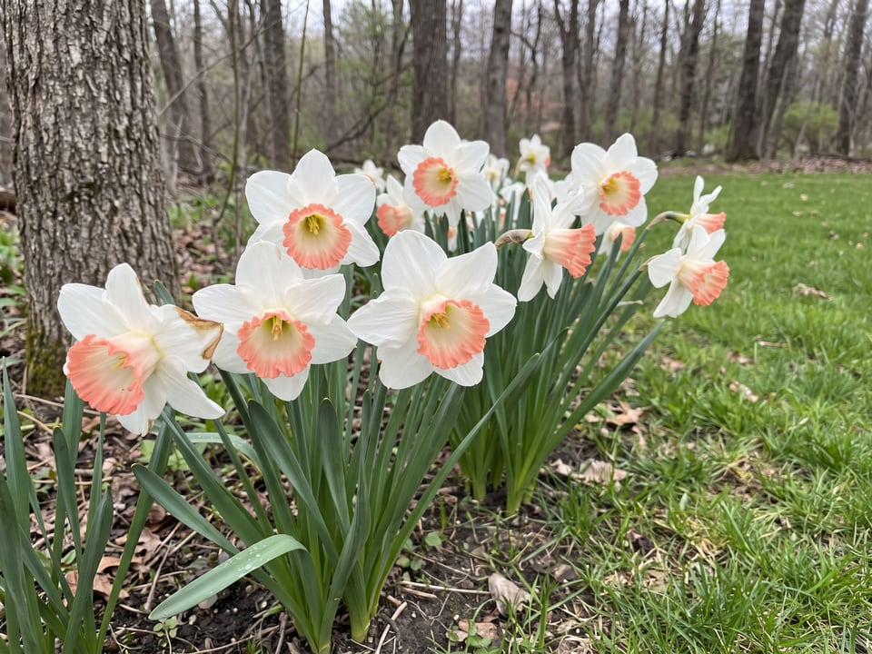 Pink Charm daffodil plants in bloom in a garden