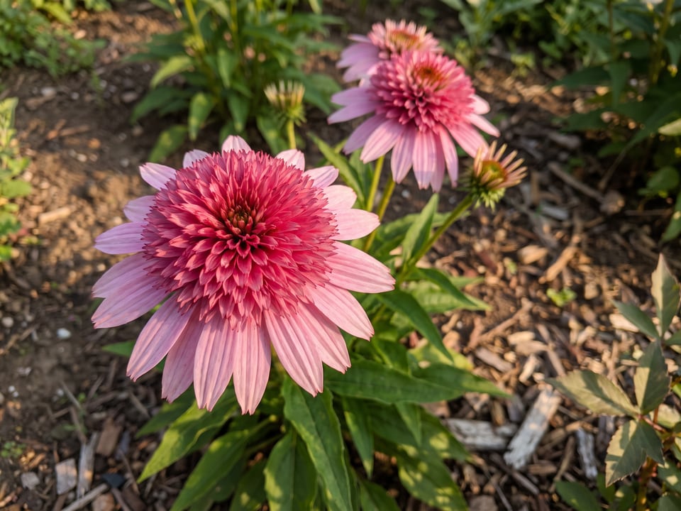A Pink Double Delight coneflower flower up close on the plant