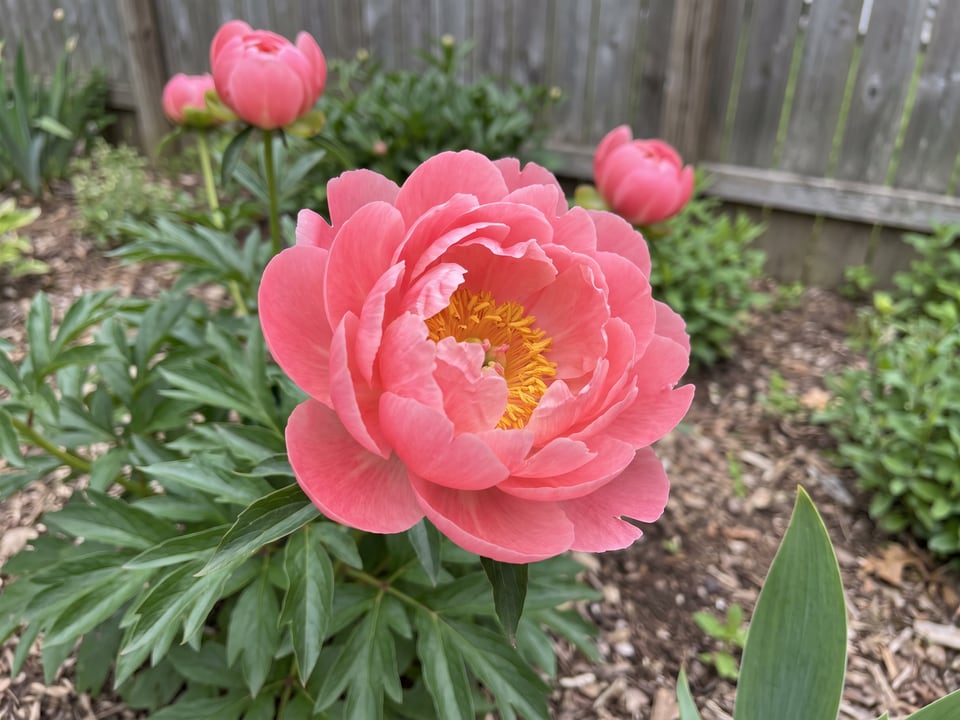 A Pink Hawaiian Coral peony flower up close on the plant