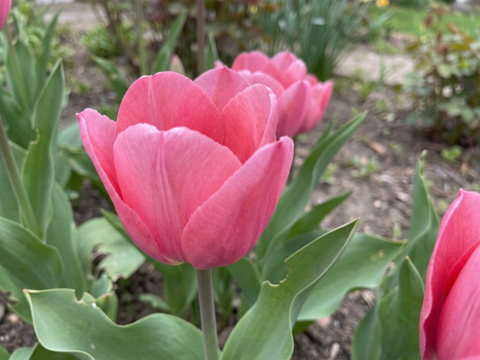 A Pink Impression tulip flower up close on the plant