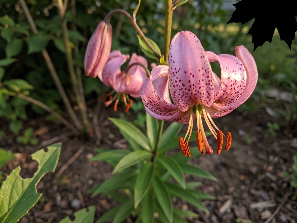 A Pink Morning lily flower up close on the plant