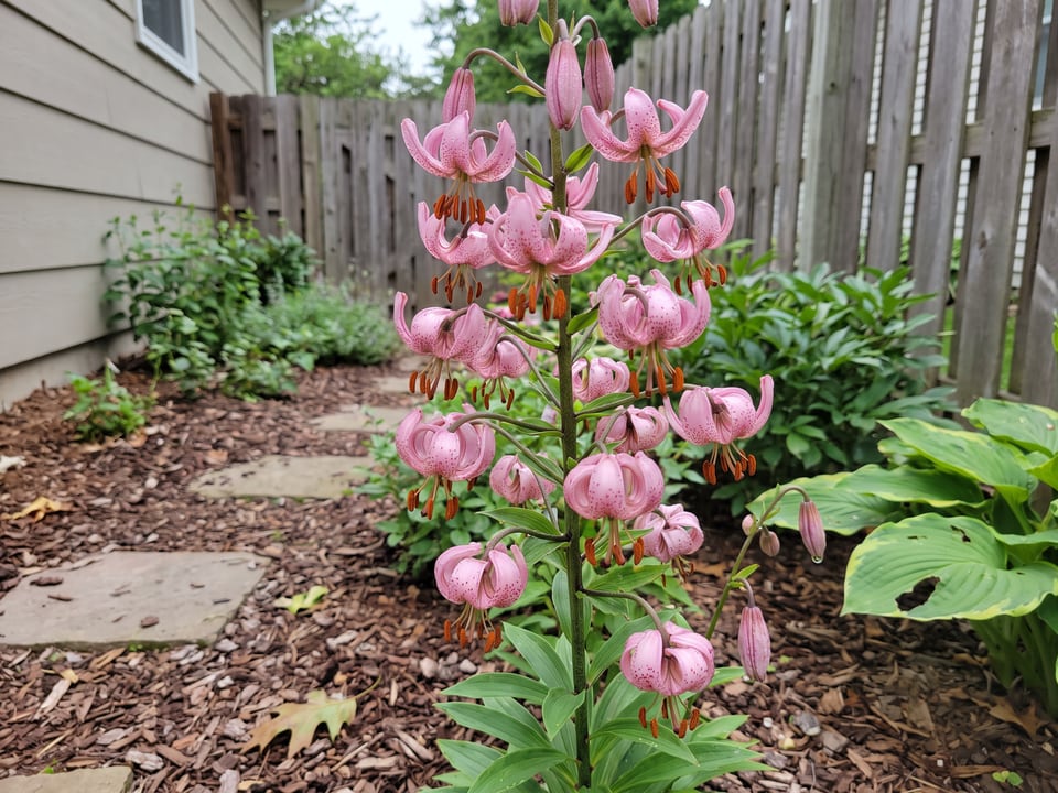 Pink Morning lily plants in bloom in a garden