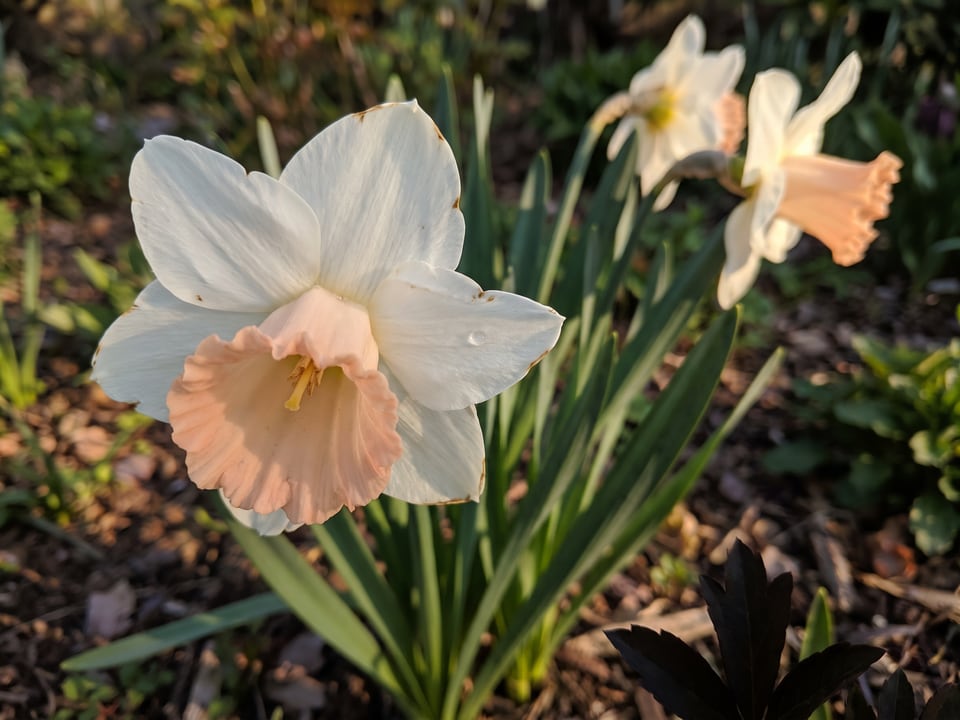 A Pink Parasol daffodil flower up close on the plant