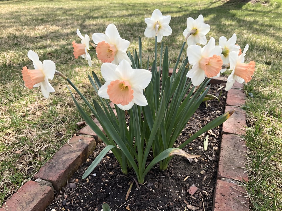 Pink Parasol daffodil plants in bloom in a garden