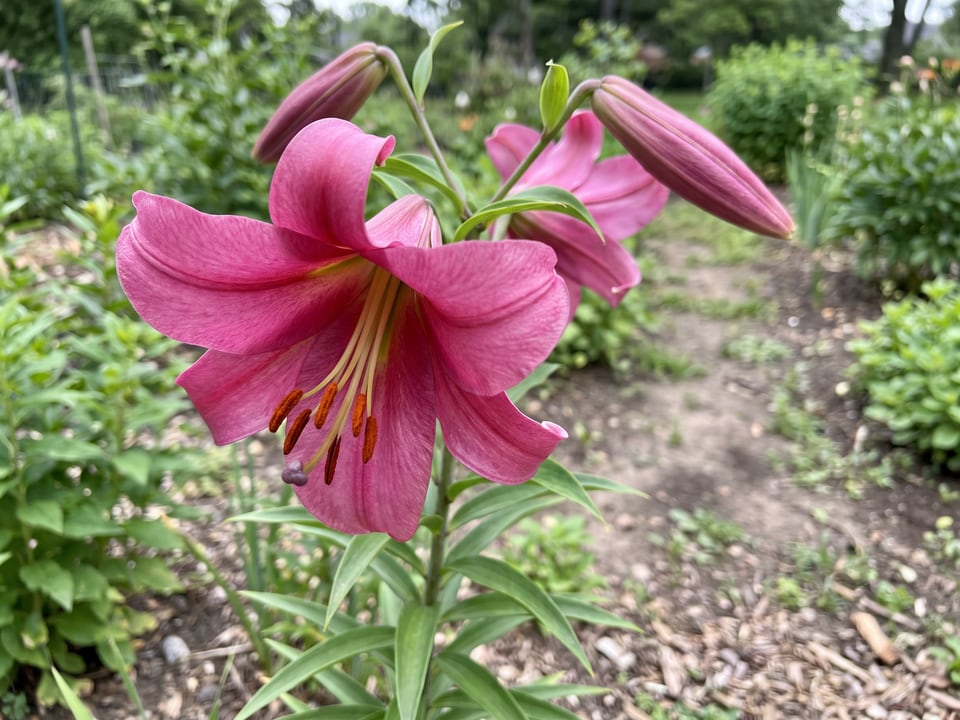 A Pink Perfection lily flower up close on the plant