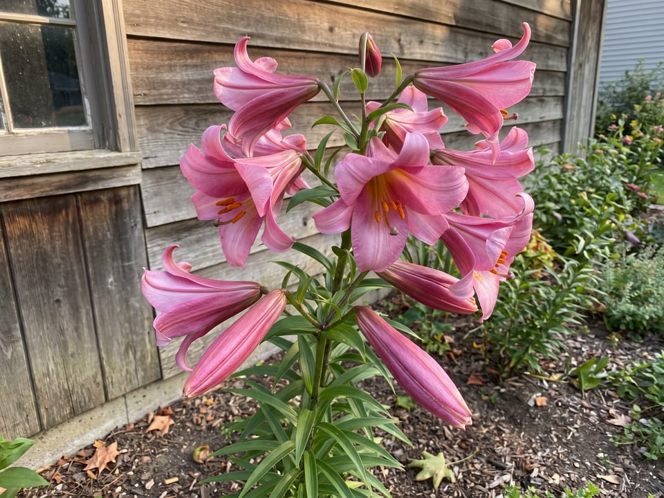 Pink Perfection lily plants in bloom in a garden